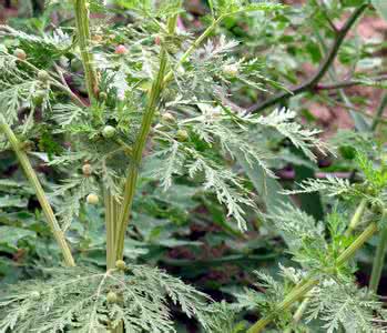 皖北黄豆酱制作方法,皖北黄豆最佳播种时间