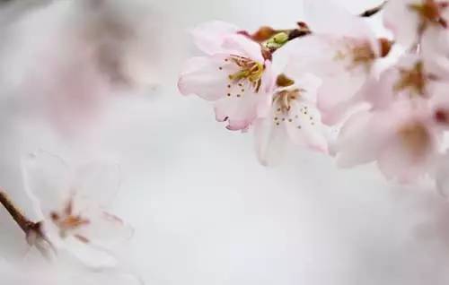 温暖的春天烟台,春天来了呈现出一片花的海洋