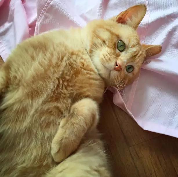 上海嘉定哪里有免费领养狗,瑶海区附近最近的宠物领养