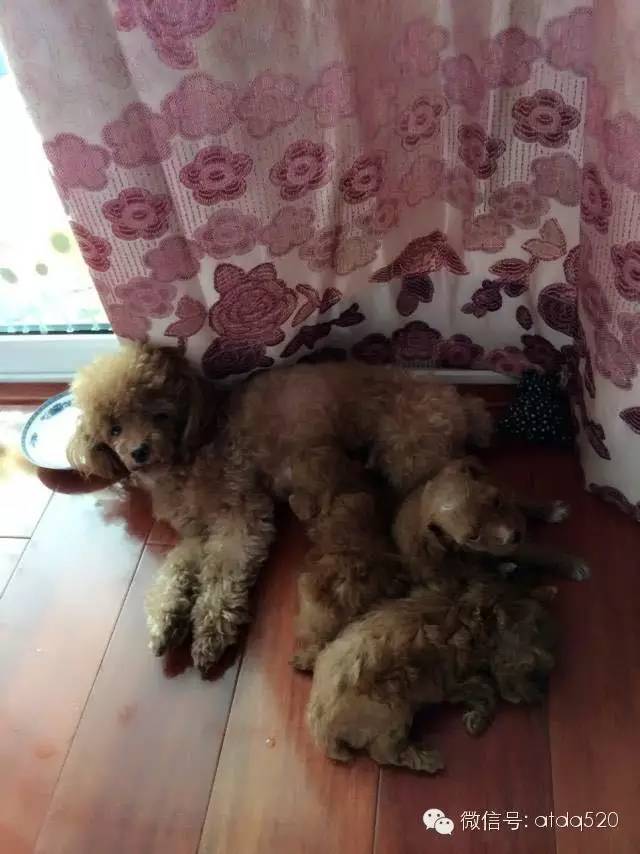 泰迪妈妈生了几个孩子,泰迪接生的过程