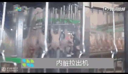 看看外国人是怎样宰牛的,德国杀鸡的全过程