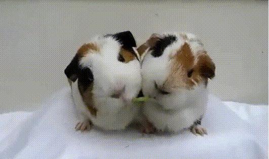 国足出线歇后语,国足出局搞笑视频