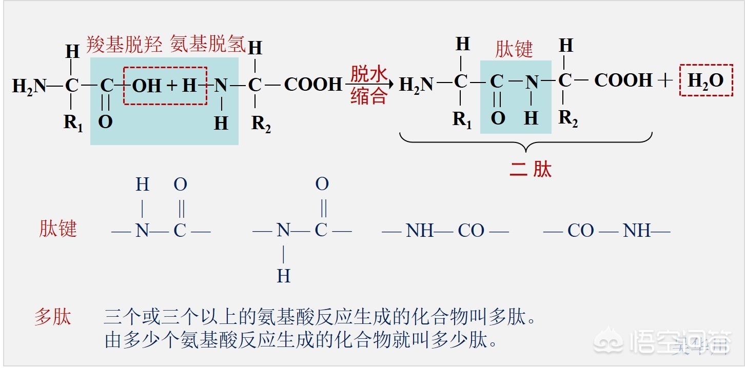 为什么高二生物学生学不懂,初中生生物听不懂怎么办
