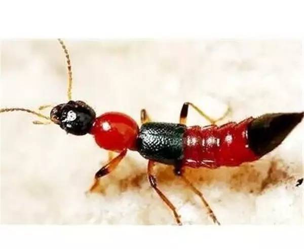 隐翅虫拍死要不要洗,隐翅虫被拍死后用什么药