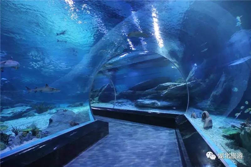 武汉海昌极地海洋公园一日游日记,一日一景看地球