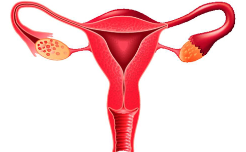 吃什么食物可以保养卵巢,女性吃什么保养卵巢推荐8种食物