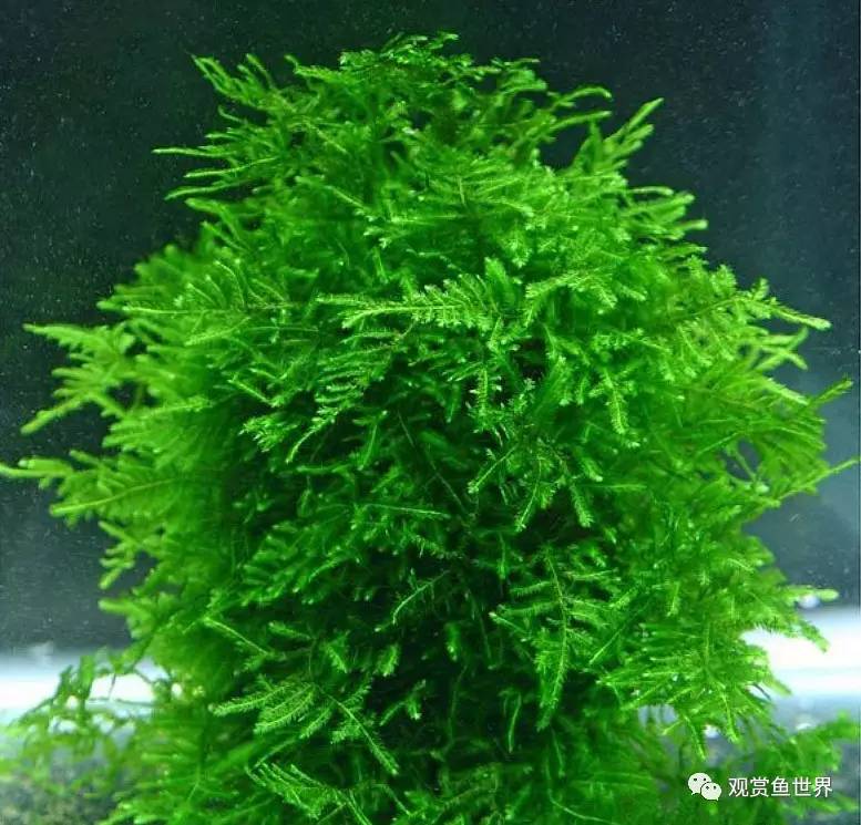 莫斯水草黑褐色,粉色莫丝水草
