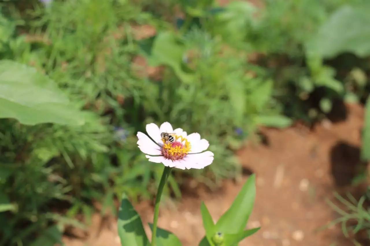 实拍鲅鱼圈“金色海洋”！和你的Ta来场“沉默”的邂逅……