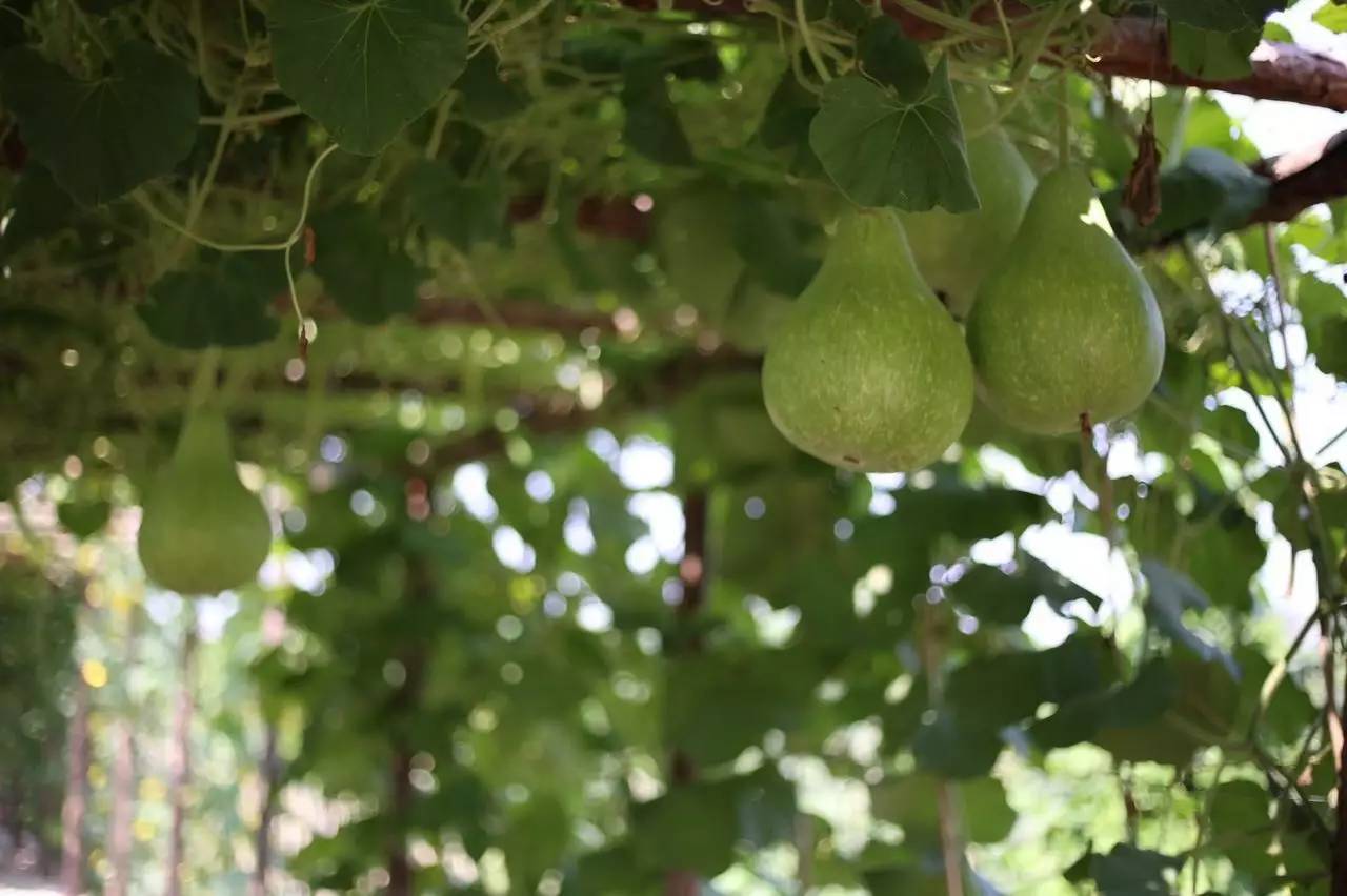 实拍鲅鱼圈“金色海洋”！和你的Ta来场“沉默”的邂逅……