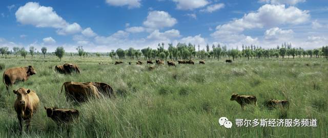 伊金霍洛旗少儿舞蹈,伊金霍洛选拔赛