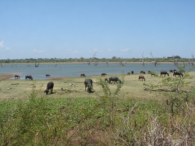 在斯里兰卡旅游必做的10件事,在斯里兰卡的难忘旅行经历