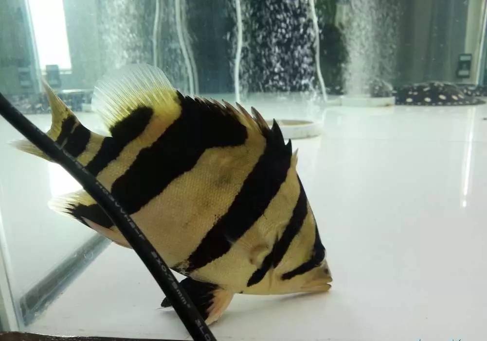 2米龙魟虎缸，23天开缸全记录