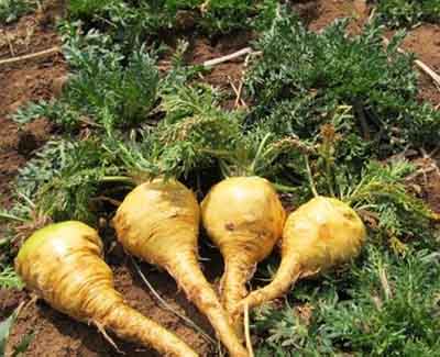 从神坛跌到谷底的片段,从神坛跌入泥潭