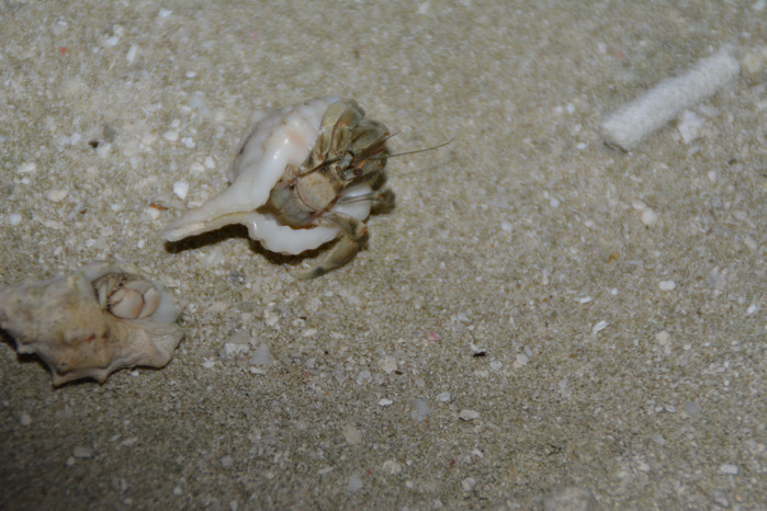 马尔代夫哈库拉岛好不好,马尔代夫哈库拉岛6日自助游