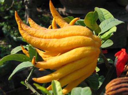 佛手的做法大全家常,佛手的家常做法教程