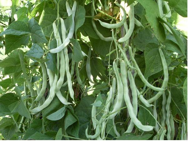 芸豆叶子茂盛不结果什么原因,芸豆旺长开花不结果是怎么回事