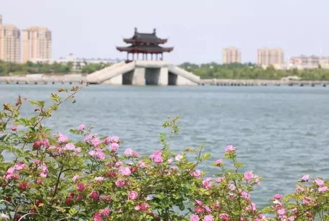 为什么要回到乡村,为什么要回到家乡