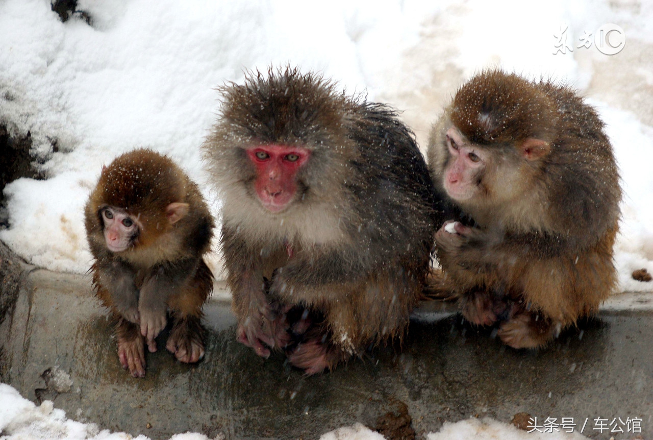 属猴人的性格运势,属猴人的性格优点和缺点