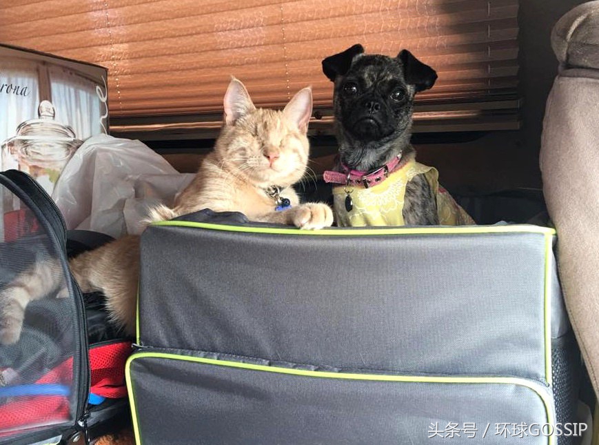 橘猫和吉娃娃谁厉害,橘猫和吉娃娃打架