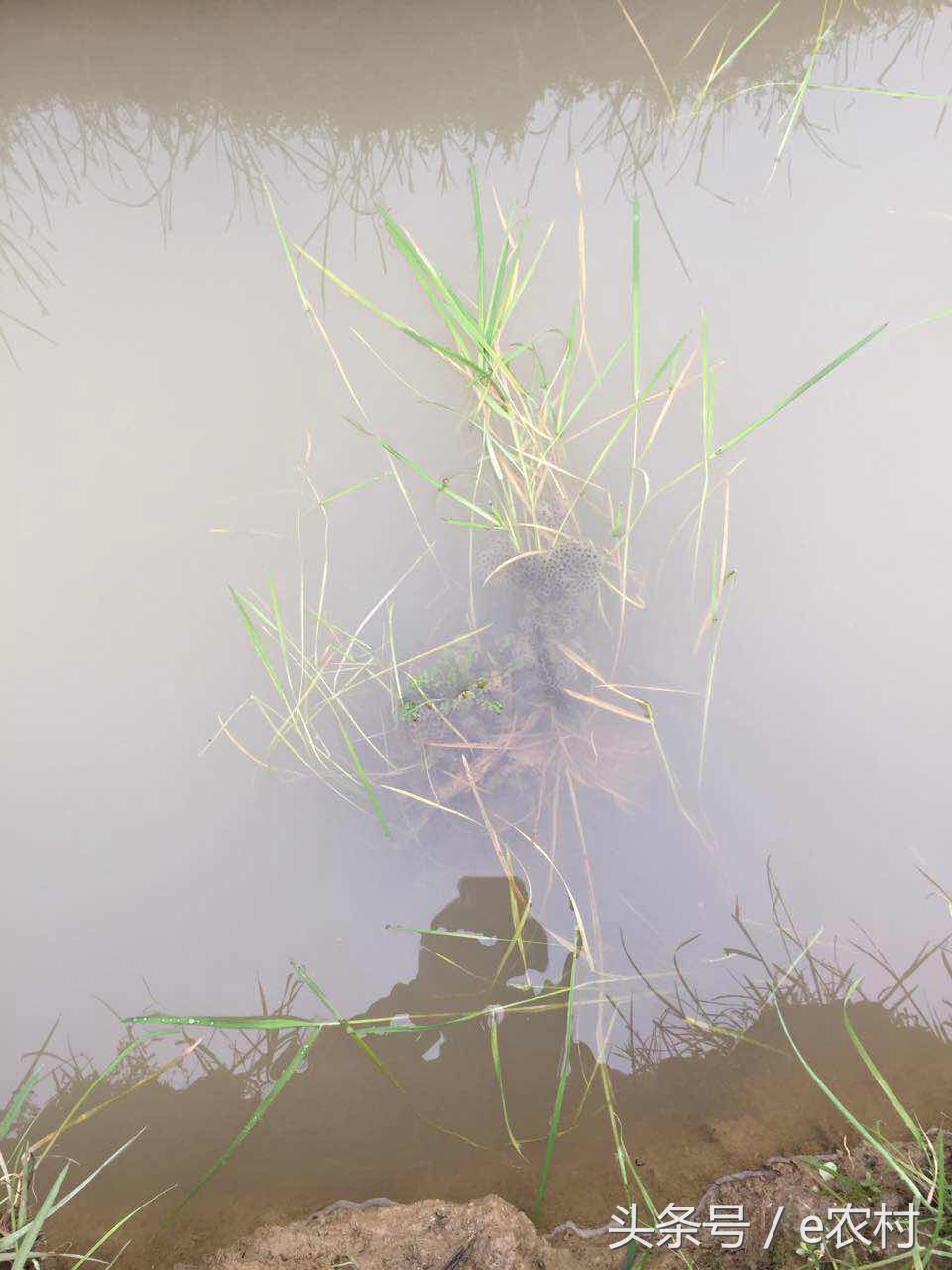 致富经养石蛙近期视频,cctv7致富经酿酒