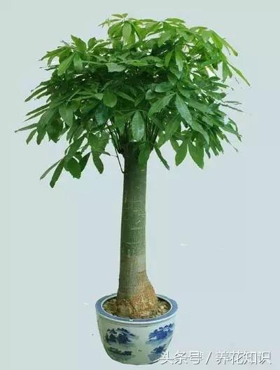 水养一年四季不黄叶的植物,水里加点什么花养得好