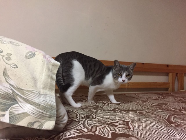 毕业青岛旅游攻略,青岛毕业旅行三日游