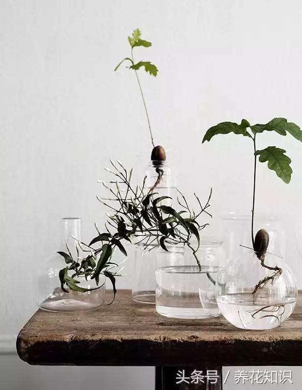 水养一年四季不黄叶的植物,水里加点什么花养得好