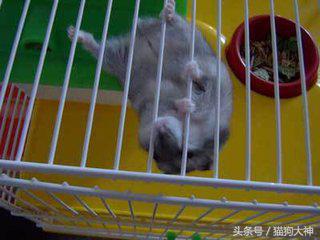 仓鼠三天不喝水怎么办,仓鼠可以三天不吃不喝吗