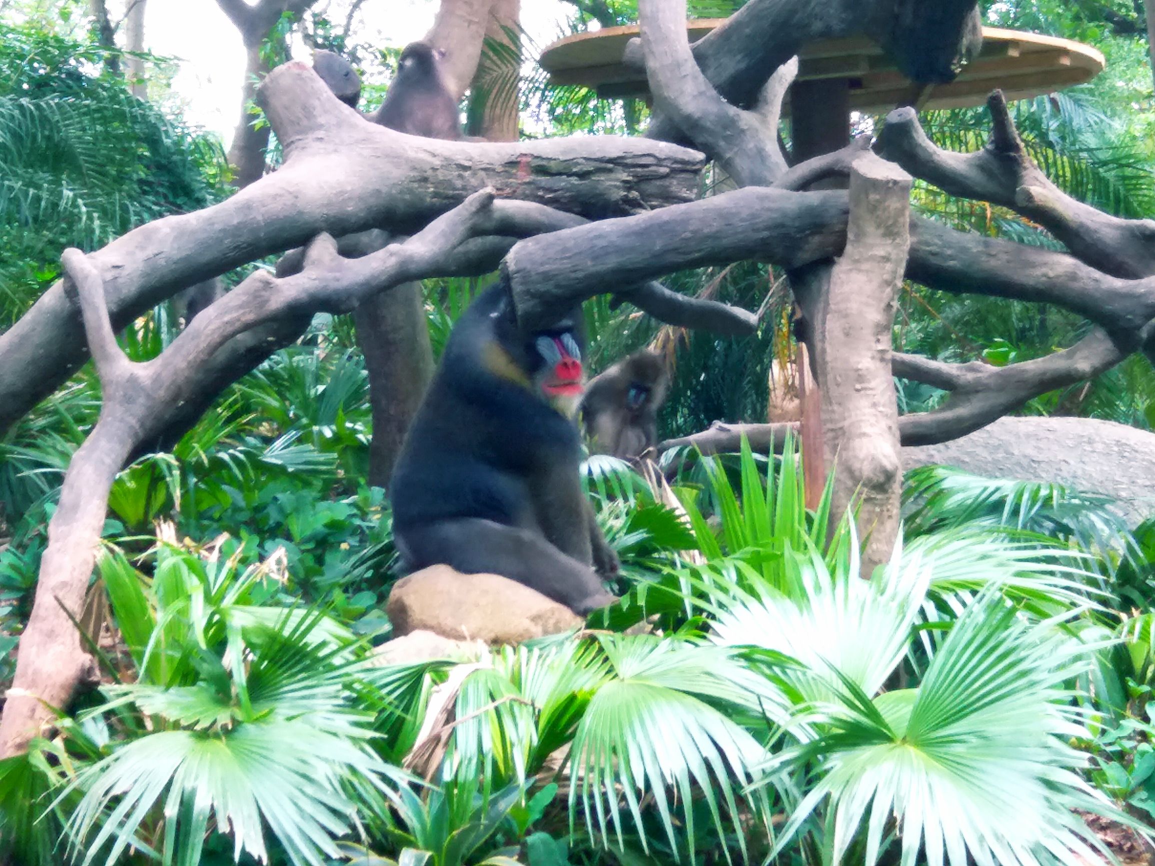 长隆野生动物世界自驾车,长隆野生动物世界免票吗