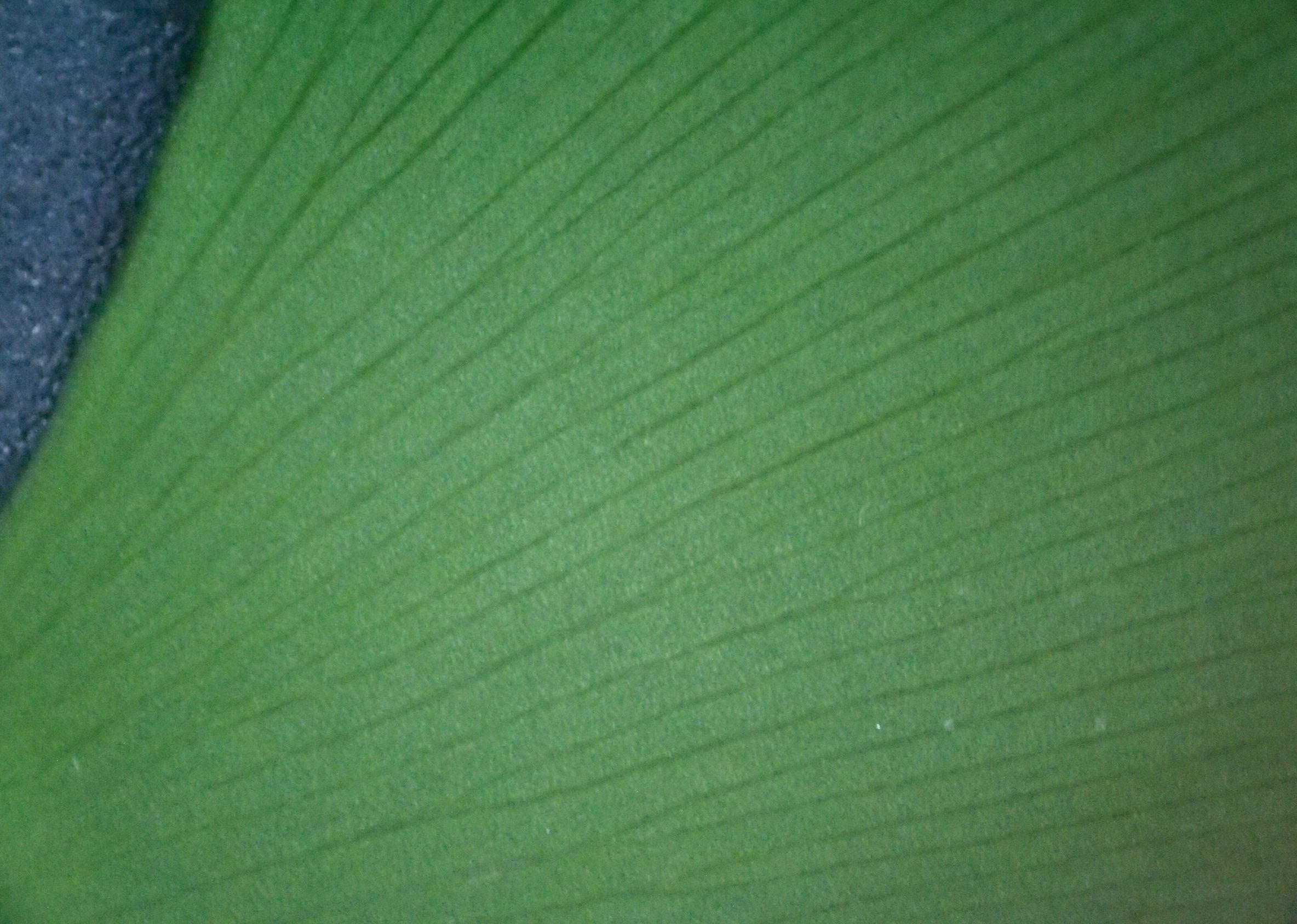 银杏白果是否有毒性,银杏树白果入药