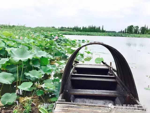 高淳去南京玩,高淳看荷花