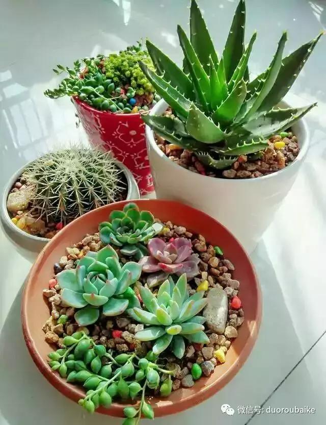 遇见多肉作品,和多肉邂逅的时光