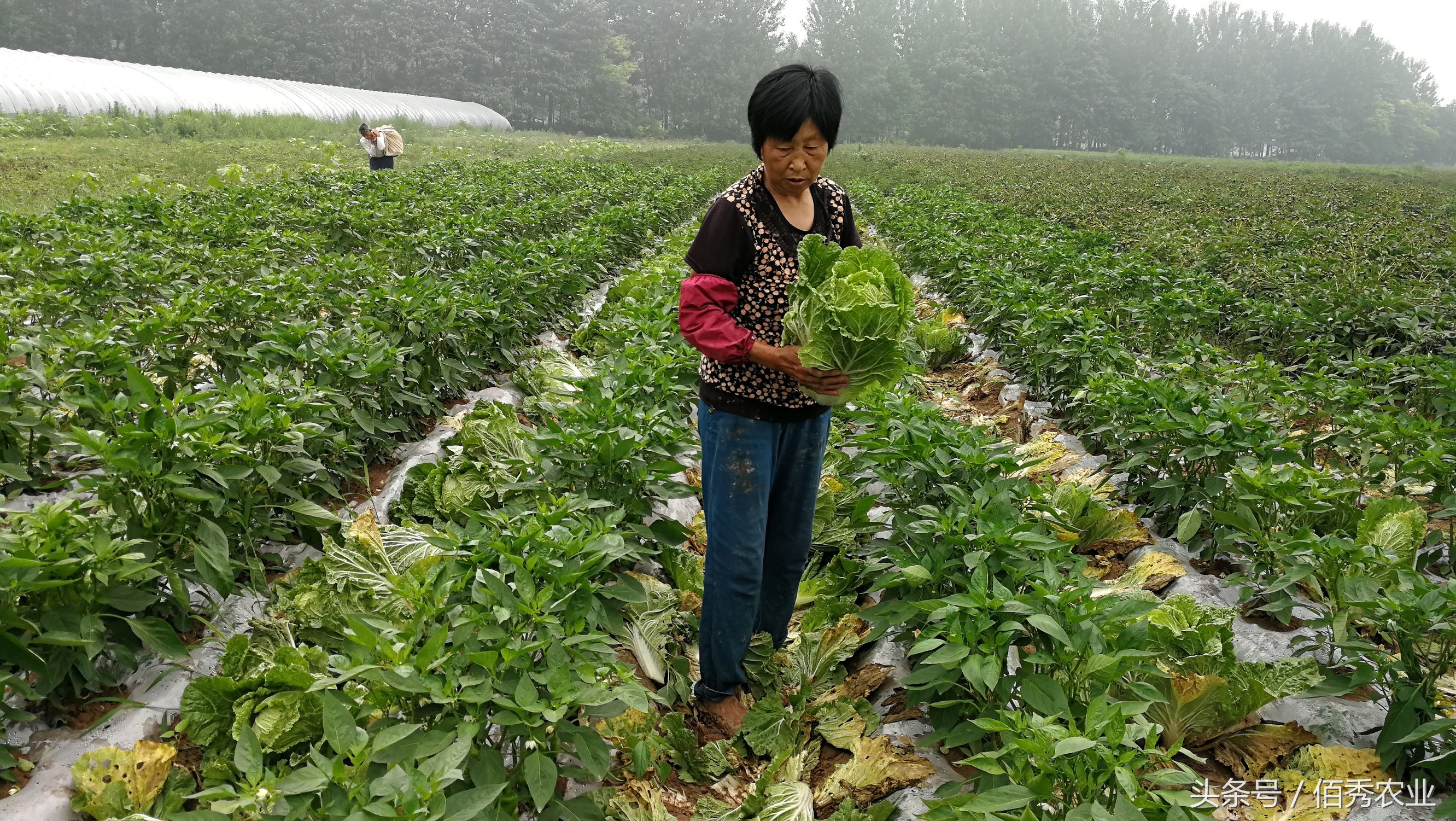 脸红!你在城里享福,父母却在农村做这种事!