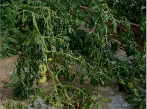 农作物除害,农作物热害预防措施