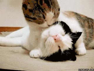 猫咪一直舔我皮肤,猫咪总是舔自己舔出血