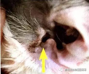 猫眼的养护方法,猫眼保养方法