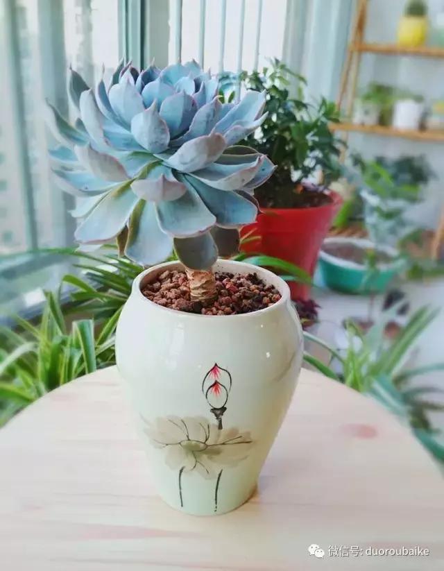 遇见多肉作品,和多肉邂逅的时光