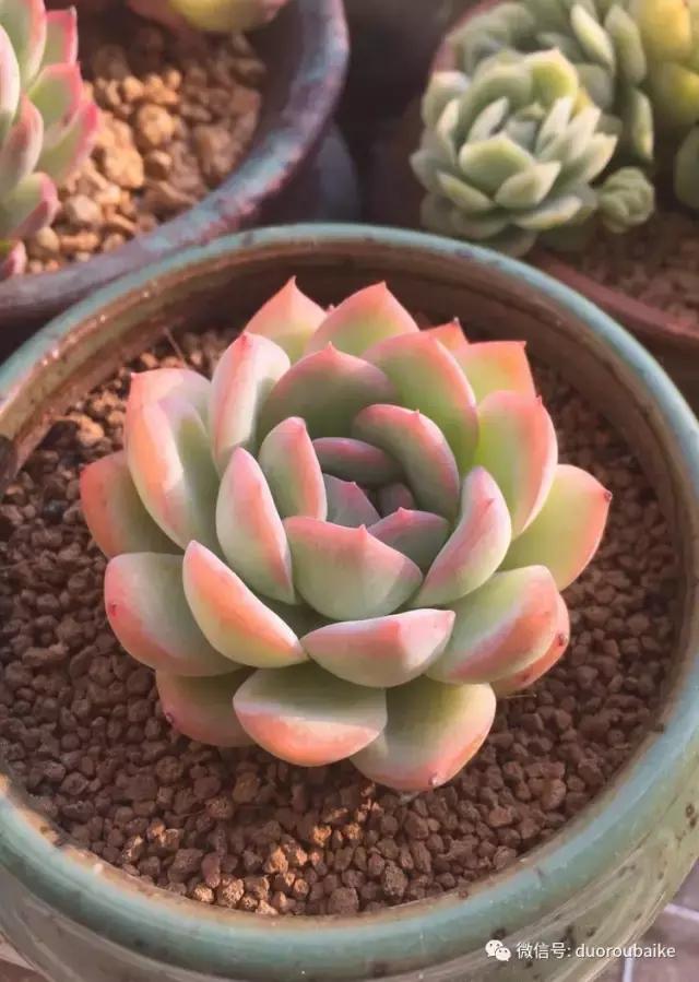 夏日多肉状态,夏天的多肉褪去了华丽的颜色