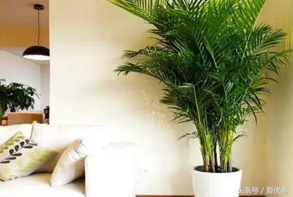 凤尾竹叶尖变黄发干怎么挽救,凤尾竹叶尖发黑变干怎么办