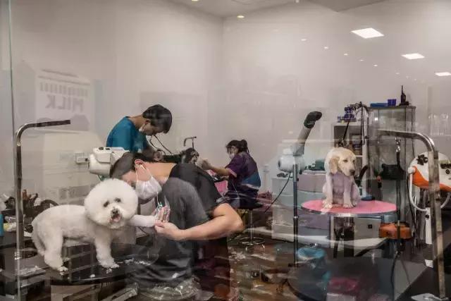 狗生如梦｜ONE实验室