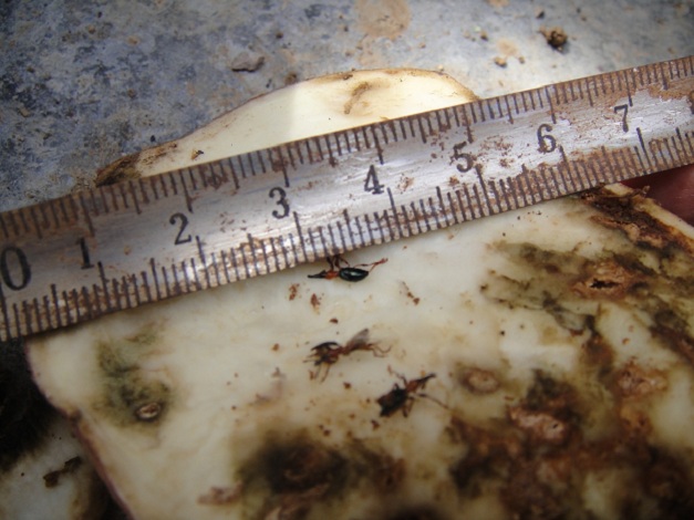 小时候奶奶跟我说这是甘薯“有风”很难吃，现在才知道这个小东西为害的