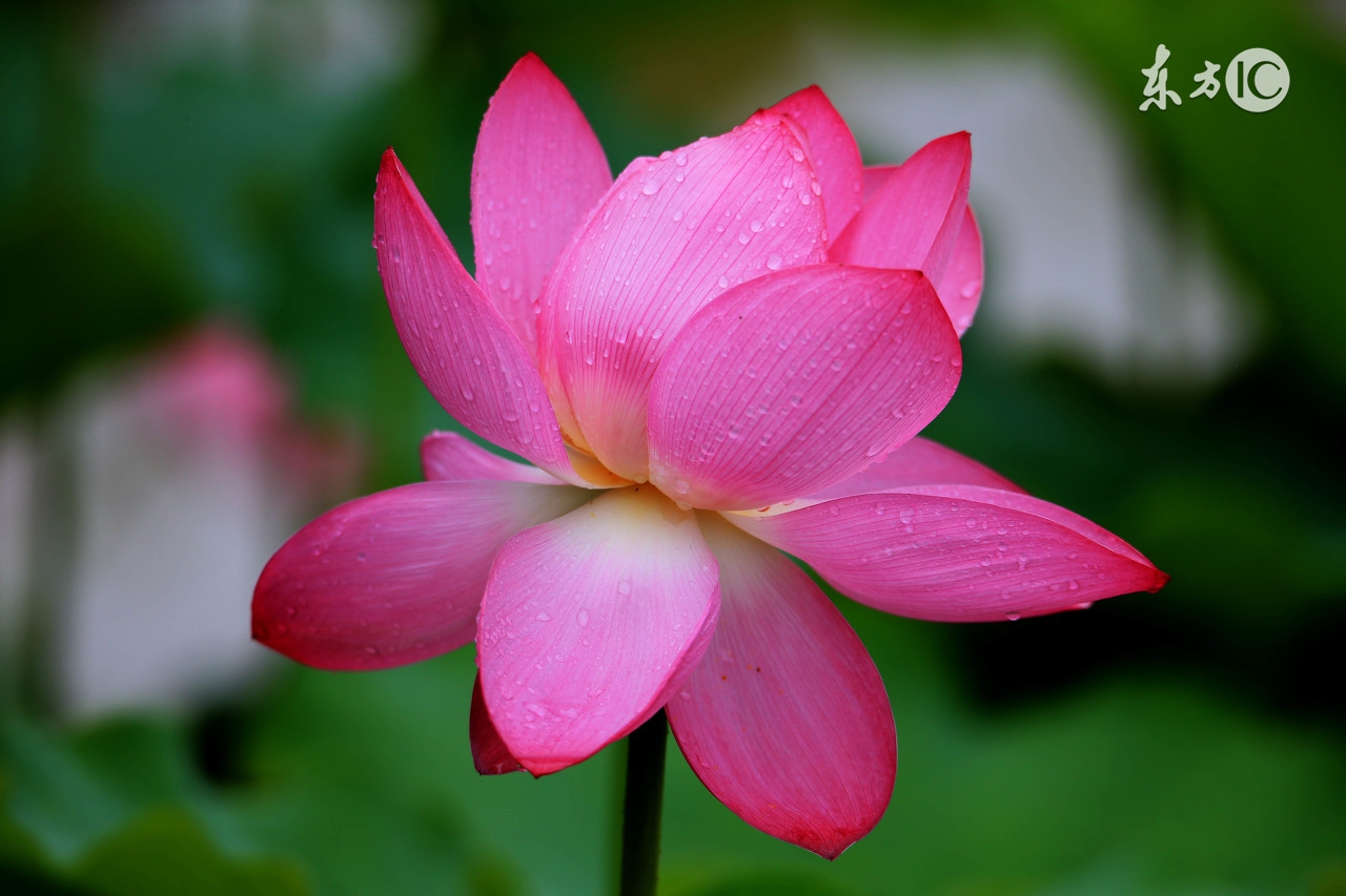 贵阳赏荷,贵阳荷花拍照打卡点