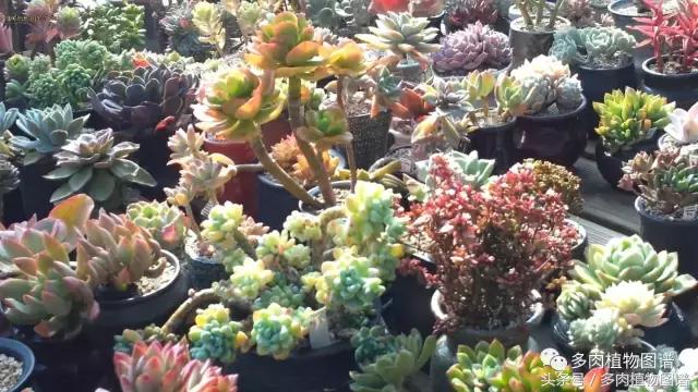 满阳台的多肉,满阳台多肉