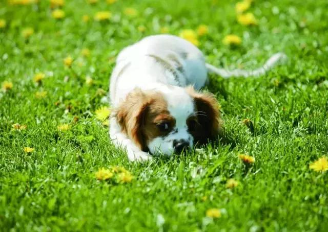 天气炎热致狗狗中暑,夏季狗狗中暑死亡