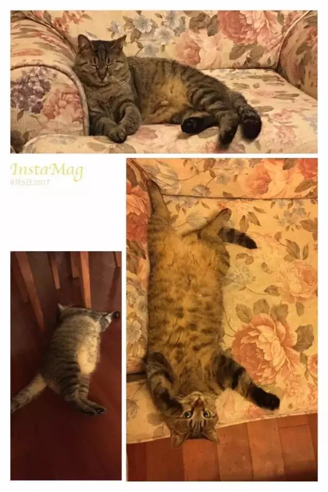 猫咪睡姿大作战,猫咪大字型睡姿图片