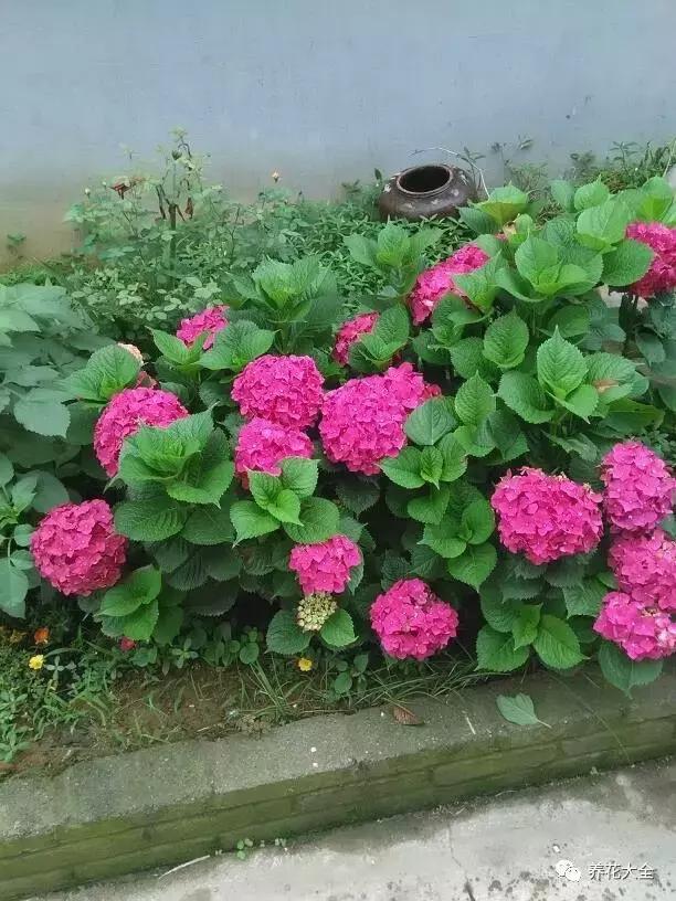 植物起死回生 (让植物起死回生的小妙招)