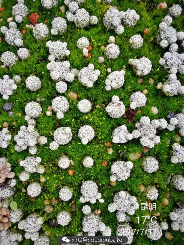 苔藓与多肉,多肉与苔藓的巧妙组合