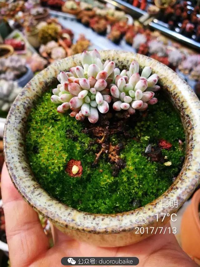 苔藓与多肉,多肉与苔藓的巧妙组合