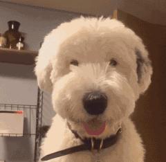 猫咪眼睑内翻解决办法,猫咪下眼睫毛内翻割眼皮后闭不上