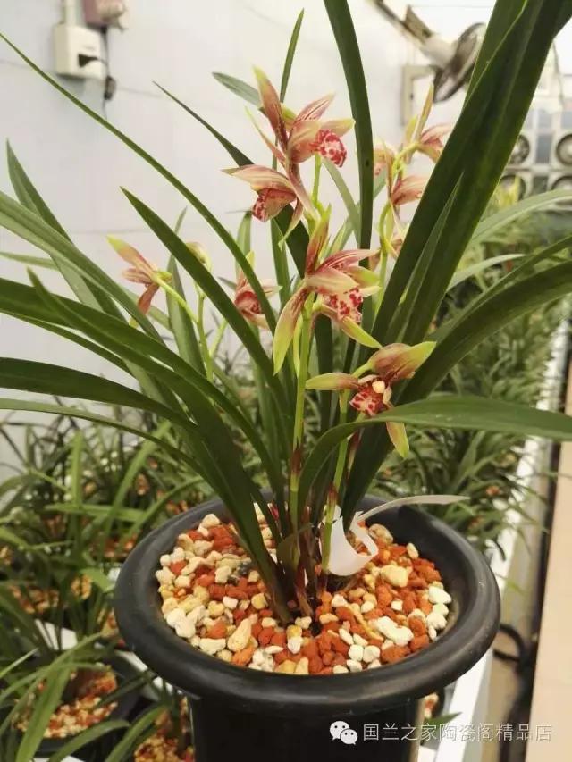 春兰和蕙兰莲瓣,蕙兰带花苞的兰花怎样上盆